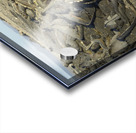 Group of Marine Iguanas Punta Espinosa Fernandina Island Galapagos Islands Ecuador Acrylic print