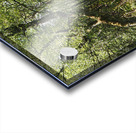  Birch Forest Path In The Scottish Highlands                                                                                                                     Acrylic print