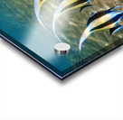 A school in session. juvenile moorish idol Acrylic print