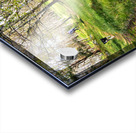 Scottish Highlands Spring Woodland Dog Walk                                                                                                                      Acrylic print