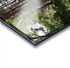 A Forest Walk Through The Scottish Highlands                                                                                                                      Acrylic print