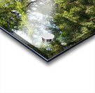  Springs Song in the Scottish Highlands                                                                                                                      Acrylic print