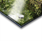 Springs Forest Walk in the Scottish Highlands                                                                                                                      Acrylic print