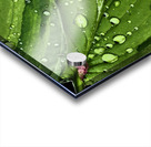 After The Rain Acrylic print