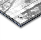 Monochrome Summer Pine Forest Acrylic print