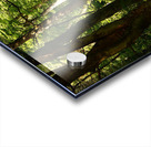 Springs Forest Light in the Scottish Highlands  Acrylic print