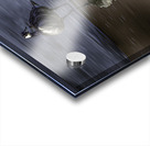 10886 Canada s  Goose Reflects Acrylic print