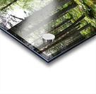 Scottish Highlands Spring Forest Morning                                                                                                                      Acrylic print