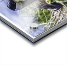  Look at me Ma Acrylic print