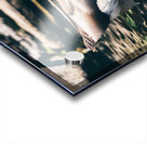 Mallard In The Pond Acrylic print