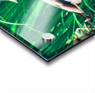 Curious Mallard Acrylic print