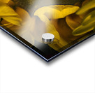 The Sunflower Acrylic print