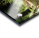 Scottish Highlands Pine and Ferns                                                                                                                      Acrylic print