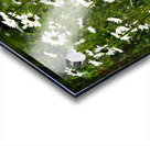 Where the Flowers Grow in the Scottish Highlands                                                                                                                      Acrylic print