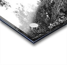 Monochrome Pine Woods in the Scottish Highlands                                                                                                                      Acrylic print