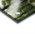 Scottish Highlands Ferns and Pines                                                                                                                      Acrylic print