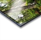 Springs Nature Waltz through the Scottish Highlands                                                                                                                       Acrylic print