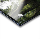 Springs Sunlit Forest in the Scottish Highlands                                                                                                                      Acrylic print