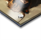 Highlander Cow Acrylic print