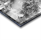 Monochrome Birch Gathering                                                                                                                      Acrylic print