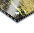 Scottish Heather Trail                                                                                                                       Acrylic print