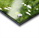  Daisy Wildflowers                                                                                                                     Acrylic print