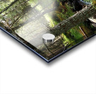  Scottish Highlands Forest Stream                                                                                                                   Acrylic print