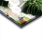 Dandelions of the Scottish Highlands                                                                                                                       Acrylic print