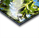 For-Get-Me-Not in the Scottish Highlands                                                                                                                      Acrylic print