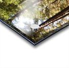  Scottish Highlands Summer Pine Forest Acrylic print