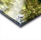 Scottish Highlands Summer Birch Path Acrylic print