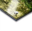 Scottish Highlands Summer Birch Path Acrylic print