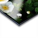 Scottish Highlands White Dog Rose                                                                                                                      Acrylic print