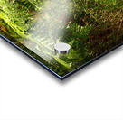 Mushrooms Amidst the Ferns  Acrylic print