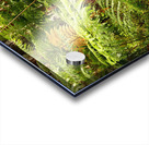 Forest Mushrooms with Ferns Acrylic print