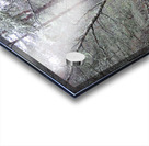 Winter Birch in the Rain Acrylic print