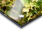 Wild Flowers Delight in the Scottish Highlands Acrylic print