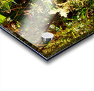 Wild Flowers in the Scottish Highlands Acrylic print