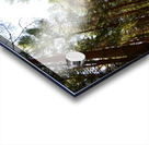 Tall Pines in the Scottish Highlands Acrylic print