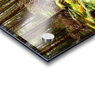 Scottish Highlands Summer Pine Woodland Acrylic print