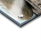 Five Lined Skink And Garter Snake Acrylic print