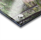 Scottish Highlands Pine and Heather Acrylic print