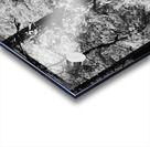 Pines in Monochrome Acrylic print