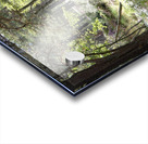 Birch and Pine Summer Acrylic print