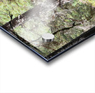 Heather and Pines Acrylic print