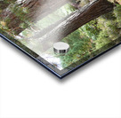 Scottish Highlands Pines Acrylic print