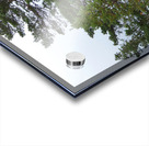 Natures Pine in the Scottish Highlands  Acrylic print