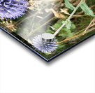 Scotlands Wild Heart Acrylic print