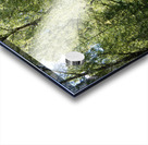 Scottish Highlands Summer Birch Forest  Acrylic print