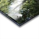 Scottish Highlands Birch Woods  Acrylic print